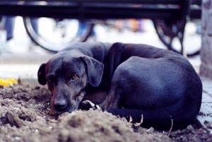 Prohíbido sexo con animales ( Zoofilia) en Alemania. Los “amantes” de los animales protestan